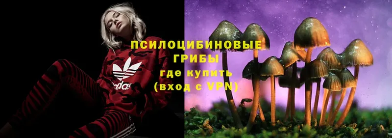 Галлюциногенные грибы Psilocybe  Далматово 